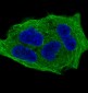 Anti-Phospho-GSK3 beta (Ser9) Rabbit Monoclonal Antibody